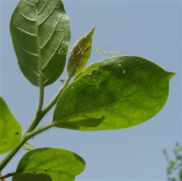   Leafy shoot-leaves of abaxial view